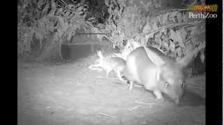 Bilby Joeys at Perth Zoo [upl. by Yror]