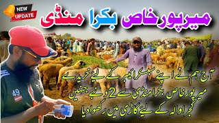 Mirpurkhas Bakra Mandi Sa Aaj Lye apna Subscriber Ka Lye Dunbe or Gujranwala Deliver Kiye [upl. by Seluj]