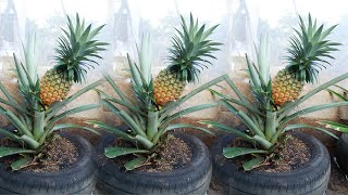 Amazing Idea  I didnt expect it to be so easy to grow pineapple on the terrace [upl. by Ayamahs]