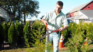 How to Top Emerald Green Arborvitae [upl. by Ennaeiluj469]