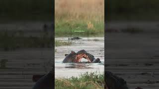 Hippos fighting in the river hippopotamus fight hippo river two wild nature wildlife HA98041 [upl. by Dilan]