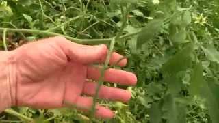 How to spot Tomato Hornworms [upl. by Kcirdet]