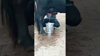 Buffalo milking by hand baffalovideo [upl. by Aiehtela]