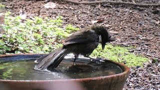 Eastern Whipbird  Food  YouTube [upl. by Aimit]