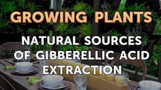 Natural Sources of Gibberellic Acid Extraction [upl. by Towrey]