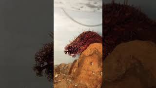 Induced Spawning in Brown Sea Cucumber Part 1  Wet laboratory [upl. by Fauman]