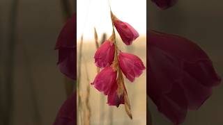 Botanical Marvels Exposed  Dierama pulcherrimum AKA Angels Fishing Rod  The RHS [upl. by Eiralc127]