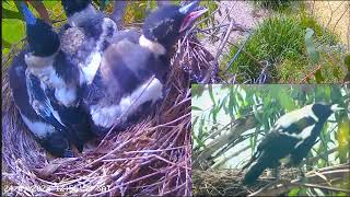 Australian Magpie Nesting Dzierzbowrony Gymnorhina tibicen  Karmienia 3 piskląt🐥🌹🍀🐥🌹🍀🐥🌹🍀 [upl. by Eltsirc]