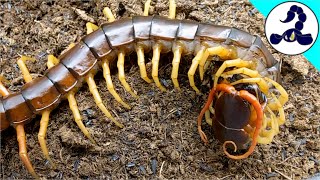 Scolopendra dehaani FEEDING [upl. by Schmidt74]