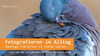 Fotografieren im Alltag  Häufige Tiertarten gekonnt in Szene setzen Tipps und Inspirationen [upl. by Lenra]