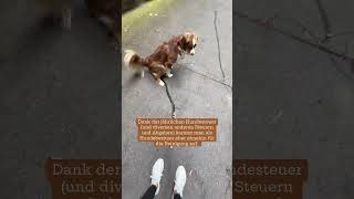 Hund löst sich auf Gehweg  Gassi  shorts  hundplusherz [upl. by Yc]