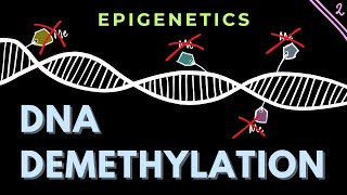 DNA Demethylation mechanisms  Part 2  Epigenetics  GATECSIRNET [upl. by Knoll957]