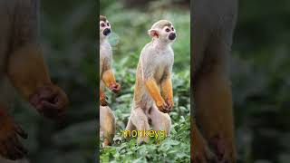 Fascinating Facts About Squirrel Monkeys That Will Amaze You [upl. by Putscher670]