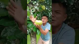 Petik blacksapote variates giant jumbo shortvideo [upl. by Kingsbury438]