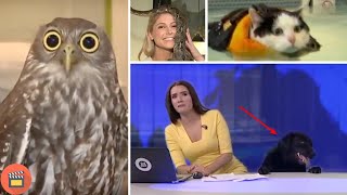 Animal Live TV Fails  Best Compilation [upl. by Cigam554]