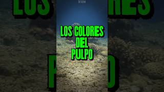 El Secreto de los Pulpos ¿Por Qué Cambian de Color al Soñar 🌈 [upl. by Daron366]