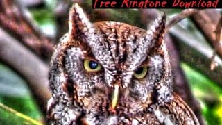 Free Haunting Screech Owl Call Ringtone [upl. by Bertie774]