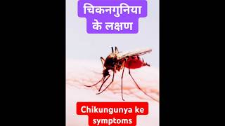 चिकनगुनिया के लक्षण  chikungunya ke lakshan  chikungunya symptoms  chikungunya shorts [upl. by Finnigan]