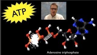 ATP Adenosine Triphosphate [upl. by Aigneis]