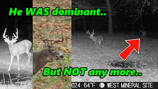 Mid Rut Buck BehaviorWhat we can learn from trail camera videos [upl. by Licko]