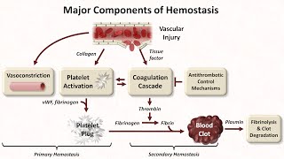 Hemostasis Lesson 1  An Introduction [upl. by Trip]