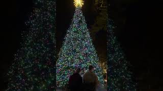 New giant Christmas Tree in our remodeled city park autism xmas autismfamily [upl. by Anirtap]