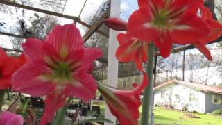 Amaryllis Hippeastrum changing colors as they mature [upl. by Mor]