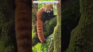 Together we can make difference for the adorable Red Pandas 🐾shorts ytshorts redpanda [upl. by Monafo]