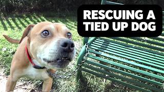 Rescuing a Dog Dumped and Tied to a Park Bench  Heavy Petting [upl. by Patten]