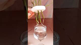 Water propagation of rose plant 🌹Propagate rose cuttings in water🌹🌹Gardening tips Israts Garden🌱 [upl. by Kinsler745]