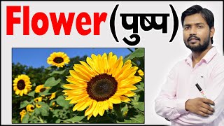 फूल के भाग  Parts of Flower  Structure of a Flower  Function of Flower  Botany [upl. by Aissak328]