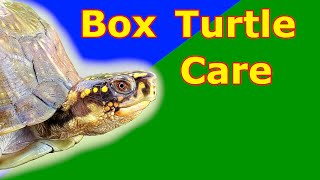 ALL ABOUT BOX TURTLES  Three Toed Box Turtle care guide TIPS AND TRICKS  Animal Highlight Ep 3 [upl. by Ozzy795]