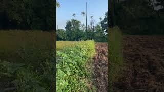 Chili FarmOkra and eggplant farm💚 [upl. by Artemla]