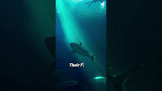 Dive into the World of🦈 Sharks 🌊 sharks shark attack fish  Animal Kingdom [upl. by Nonie]