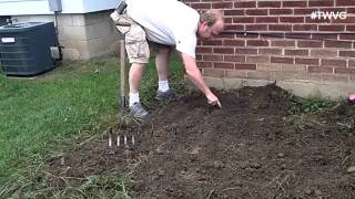 Fall Gardening the Lazy Way Trimming Tomatoes amp More  The Wisconsin Vegetable Gardener [upl. by Fergus]