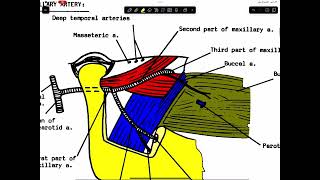 Lecture 6 infratemporal [upl. by Sivert630]