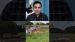 QUAL A MELHOR ÉPOCA PARA FORMAR O PASTO pecuária boisaude pasto [upl. by Aenotna]