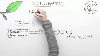 Varianten der Fotosynthese  C4 und CAM  Biologie  Pflanzen und Pilze [upl. by Teevens]