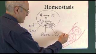 Homeostasis 1 Physiological Principles [upl. by Annawit629]