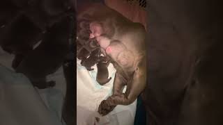 Feeding Time Whelping Bully frenchbulldog puppy [upl. by Torrin]