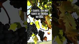 4 beneficios de comer uvas que cambiarán tu vida 🍇 BeneficiosDeLasUvas SaludNatural [upl. by Liag835]