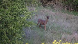 une chevrette aboie [upl. by Ras]