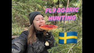 Swedish forest №10 Where to find Fly Agaric  Amanita Muscaria in Sweden [upl. by Maggy]