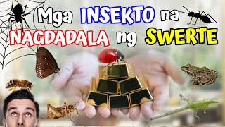 MGA INSEKTO NA NAGDADALA NG SWERTE KAYA HUWAG BASTA MAGPATAY NG MGA INSEKTO PARA DI MALASIN [upl. by Aderfla]