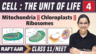 Cell  The Unit of Life 04  Mitochondria  Chloroplasts  Ribosomes  Class 11NEET  RAFTAAR [upl. by Ainola]