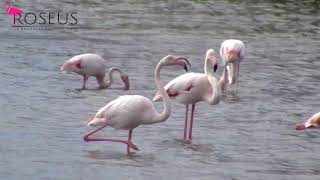 Flamant Rose sur Une Patte  une Position Atypique dans le Monde Animal [upl. by Reinhardt]