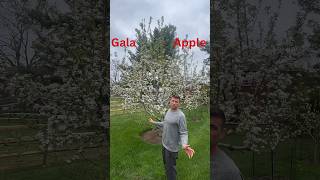 Gala Apple Problem fruit garden [upl. by Gabriella]