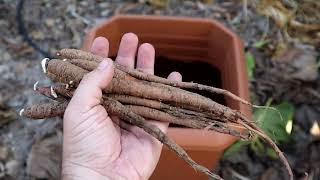 Planting Mandrake Roots  Mandragora Officinarum Roots [upl. by Stilwell]