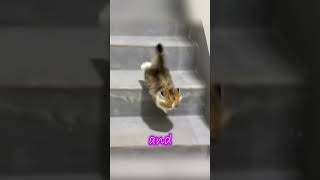 The kitten took a little tumble down the stairs on its first try rolled like a ball of fur [upl. by Ihcekn983]