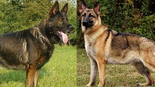 The Different Types of German Shepherds Which One Should You Get [upl. by Arihaj]